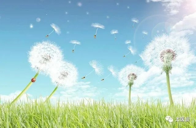 你知道蒲公英的秘密吗,蒲公英你不知道的秘密