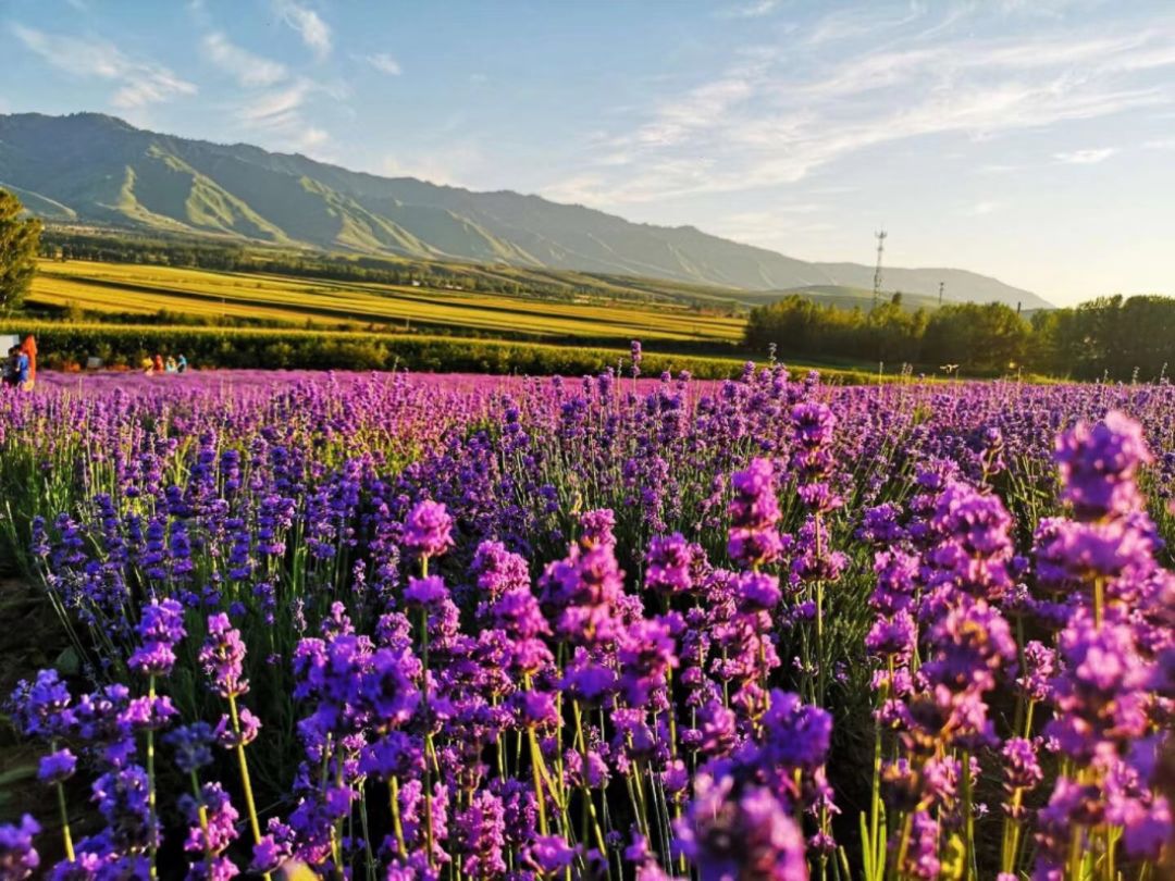 女性们爱用的精油护发,女生爱用的精华