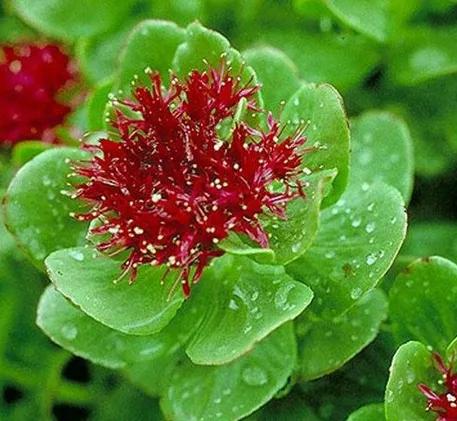 治高血压的中药冲剂,中药治高血压能除根