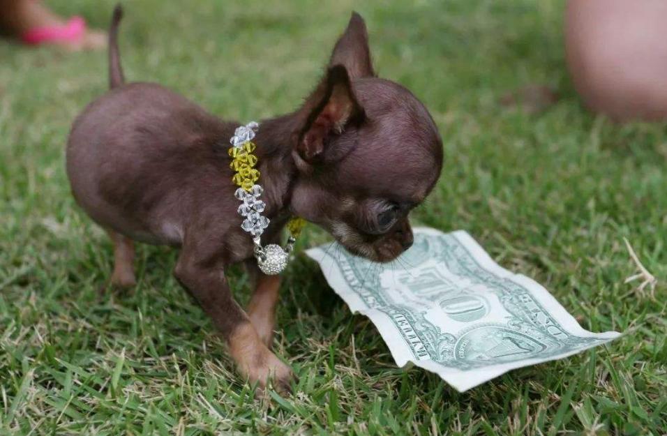 狗狗喜欢吃墙灰怎么回事,你家狗狗总喜欢咬你的手指