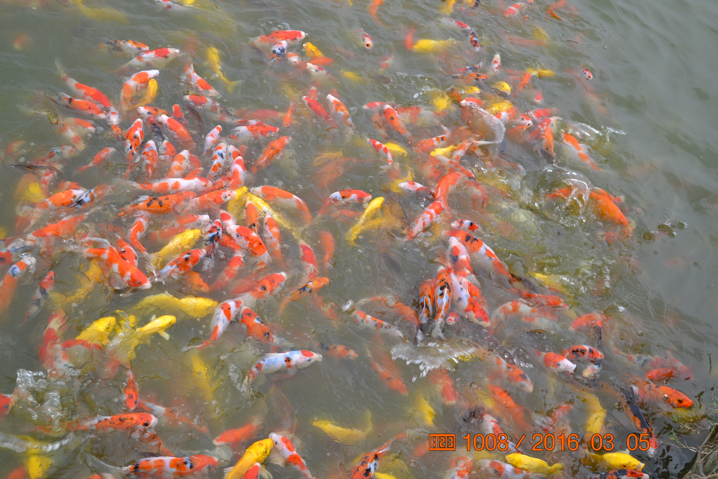 锦鲤苗成长,日本锦鲤水花苗成长