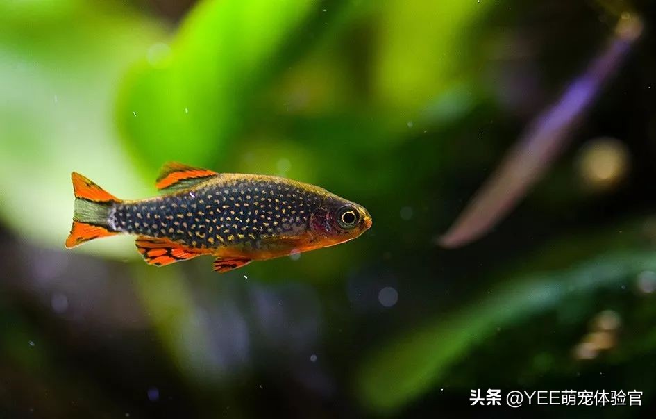 发色好看的灯鱼,东南亚灯鱼品种