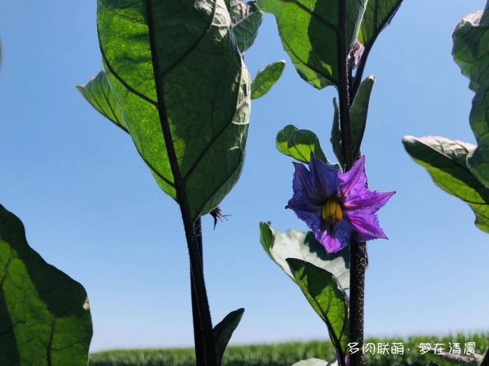 澶忚姳鏈夊摢浜涜姳,澶氳倝鏈夎姳鏈夋灉