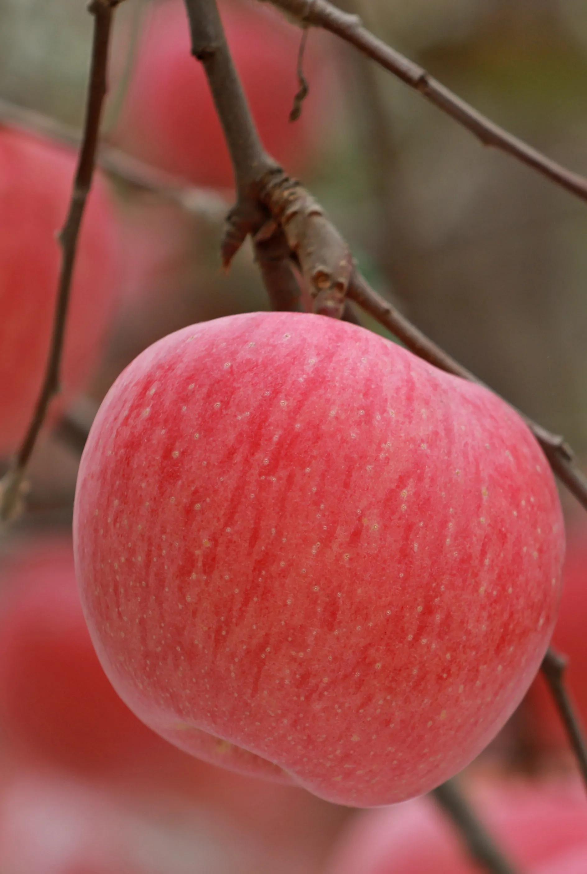 红富士苹果哪里产的好吃,红富士苹果直播