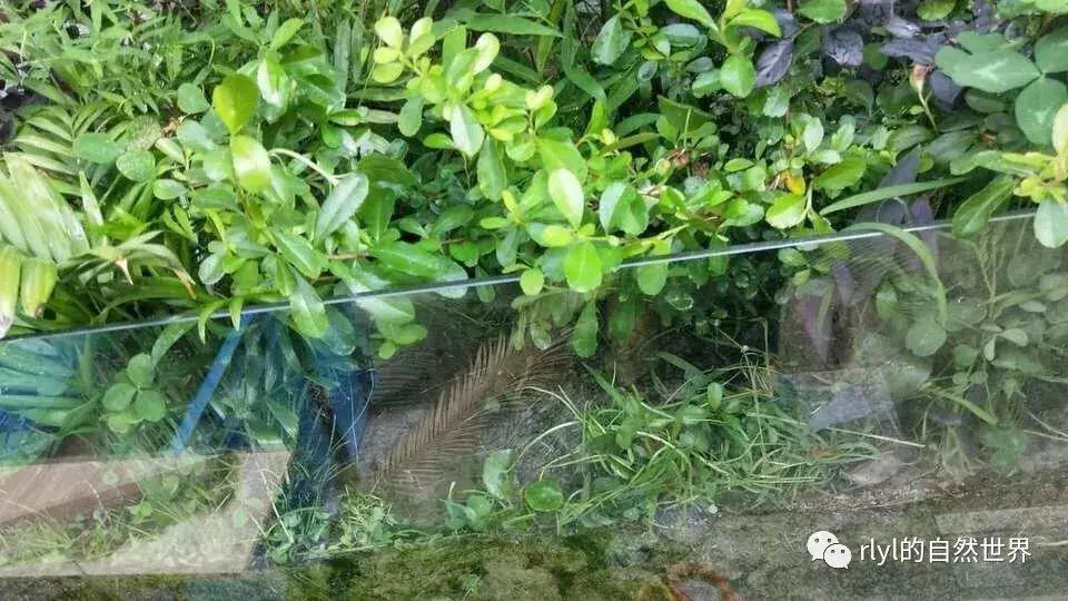 黄缘龟多大可以进环境造景,黄缘龟造景用陶粒还是火山石