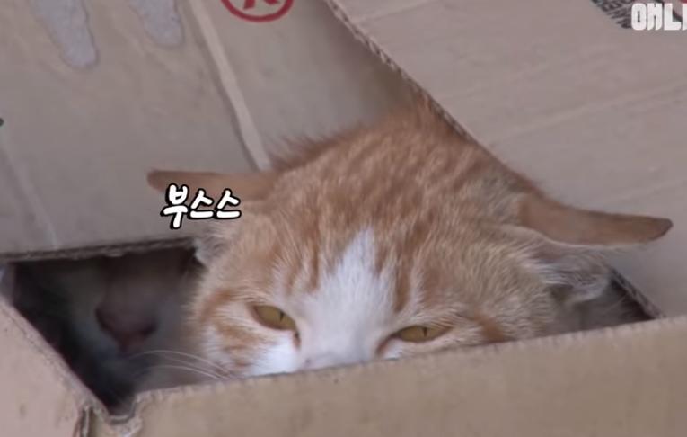 猫冷血无情是真的吗,猫的性格有多残忍