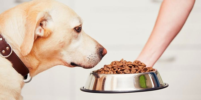 新手买狗买什么狗粮比较好,给狗买狗粮哪种狗粮最好