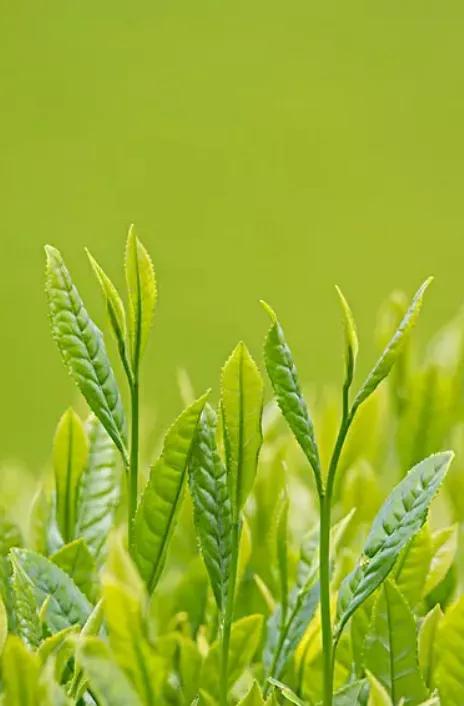 茶友话茶,茶友有话说