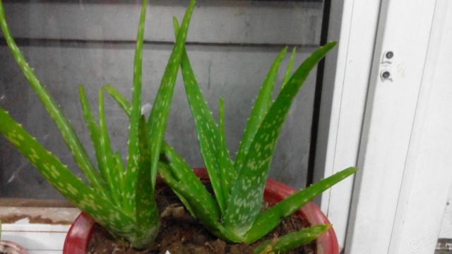 养芦荟怎么修剪好看,夏季养芦荟施什么肥最好最旺