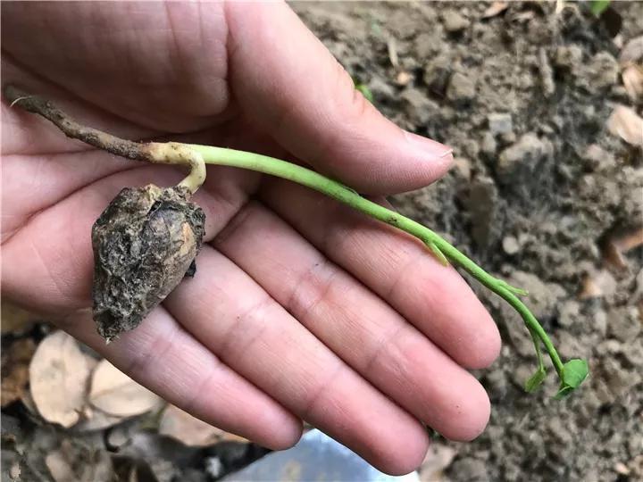 什么花放在家里最好看最实用,放家里风水好又好养的花有哪些