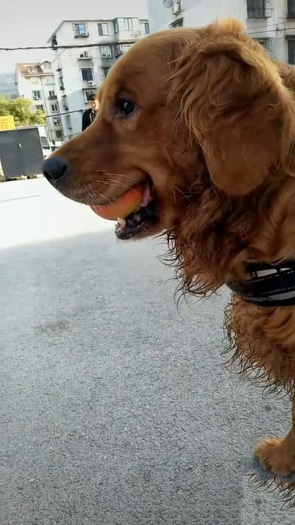 刚从水果店结完账,发现金毛嘴肿得老大,扒开一看:你也太会了吧