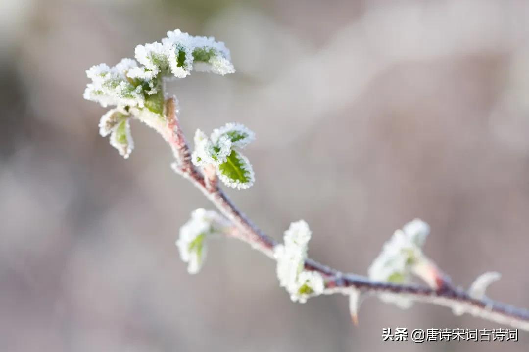 何处得秋霜拼音,何处得秋霜什么意思