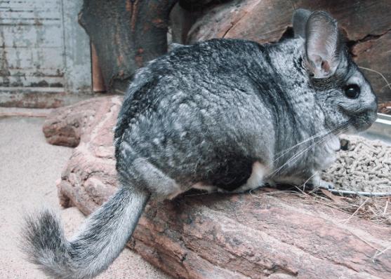 龙猫像老鼠为什么叫猫,像猫又像仓鼠一样的动物