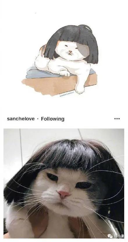 猫咪呆傻日常漫画,搞笑漫画喵星人为什么不开心