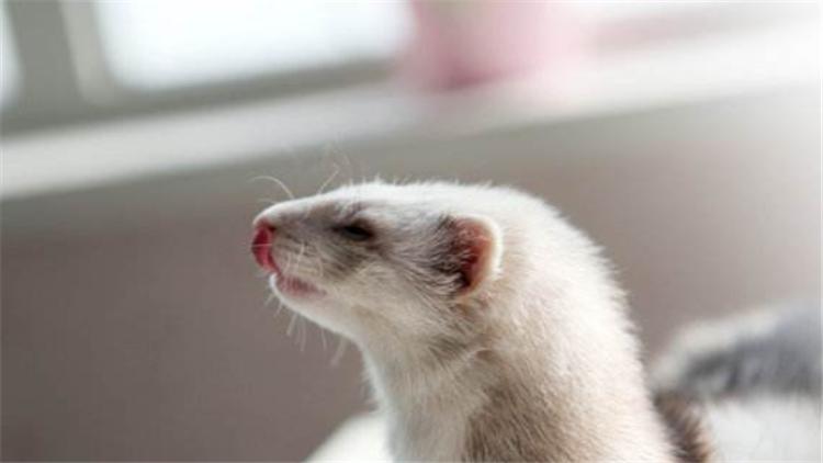 宠物貂可以活多少年,宠物貂能活多少年