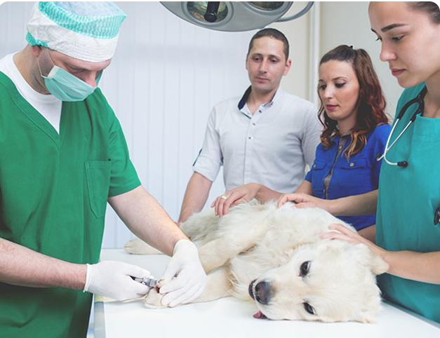 菲尔顿宠物佛山店,菲尔顿宠物药店