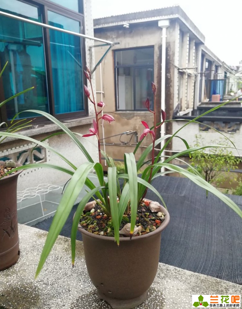 新手栽兰花配土方法,新手买什么兰花最好