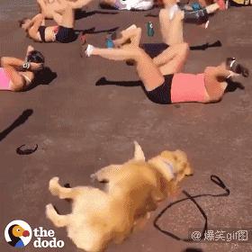 搞笑动图gif熊猫,搞笑动图gif微信表情包