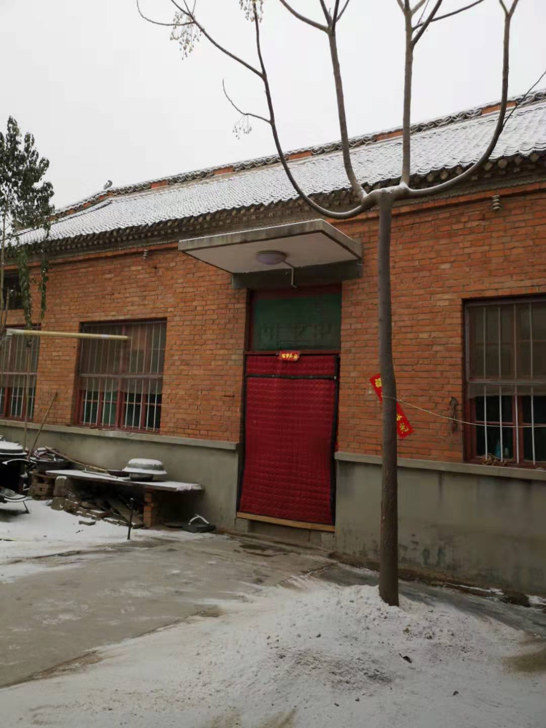 苦楝子树描述,苦楝树外形诡异