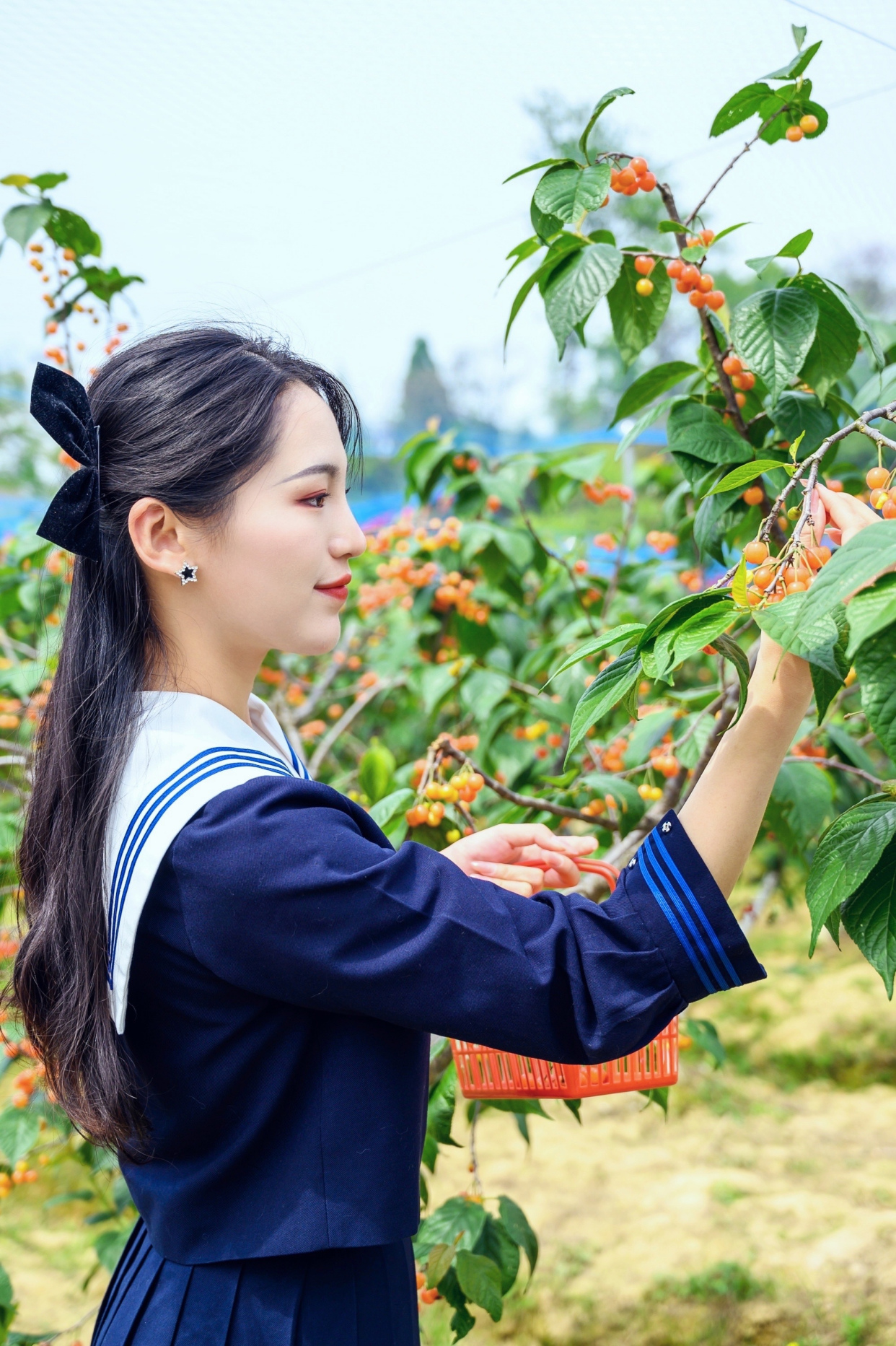 五一摘樱桃一日游,大山里摘樱桃一日游攻略
