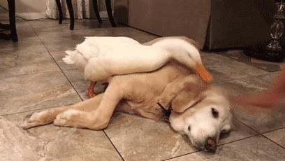 盘点那些甜甜的猫狗cp,猫狗cp高甜