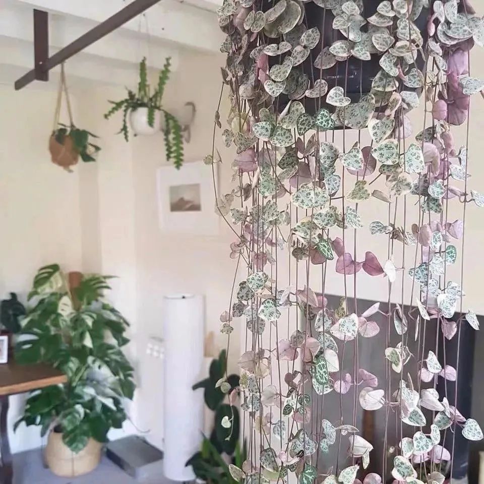 家里养盆爱之蔓，满盆都是小爱心，唯美又浪漫，好看又好养