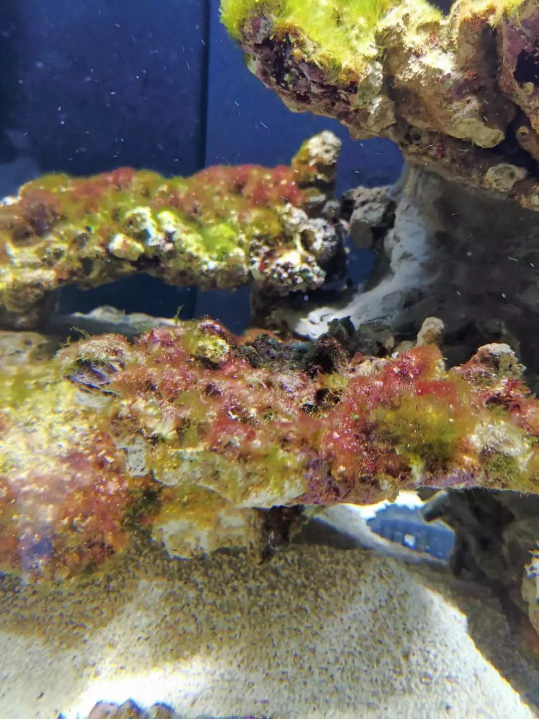 海缸刚开缸怎么饲养,海缸np双零珊瑚会白化吗