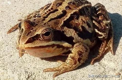 蜘蛛为啥不是五毒,民间传说的五毒没有蜘蛛