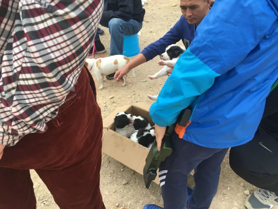 边境牧羊犬出售800元是真的吗知乎,边境牧羊犬会开始出售吗