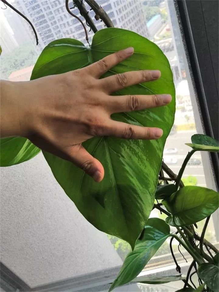 缁胯悵闀垮緱鏋濈箒鍙惰寕,浜哄鍏荤殑缁胯悵鏋濈箒鍙惰寕