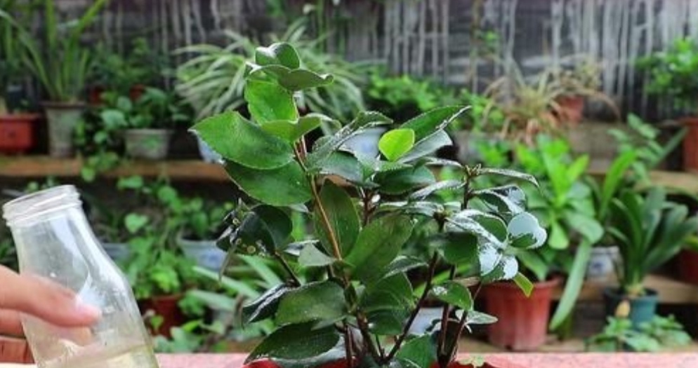 养花时怎么做营养液,家中养花自配营养液