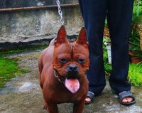 中国本土猎犬犬种有哪些,川东猎犬杂交广西猎犬