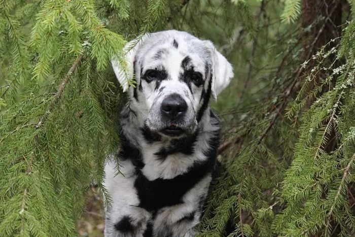 黑拉布拉多额头有白癣,黑拉布拉多身上有白点怎么回事