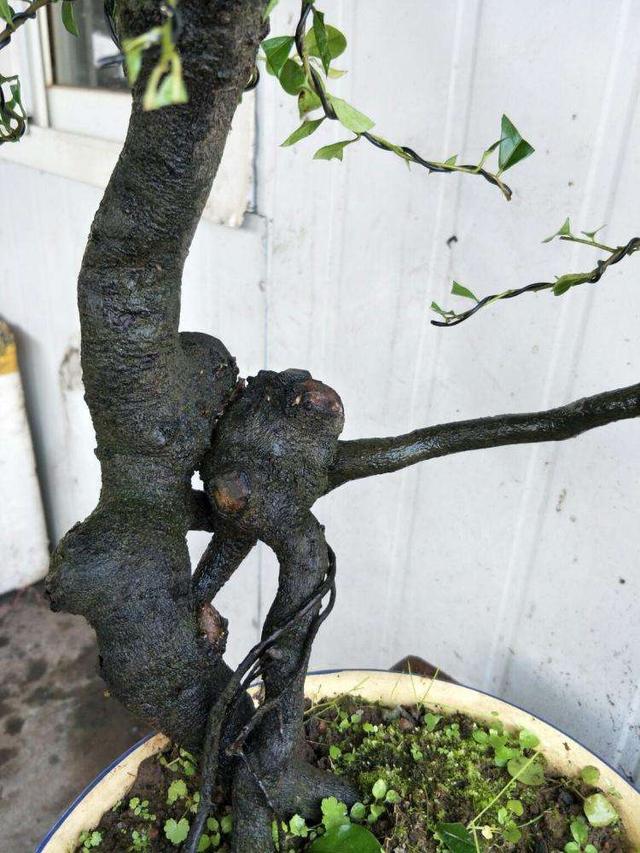 盆景梅花老桩怎么上盆,无花果老桩上盆多久发新芽