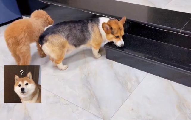 狗狗误食见手青后续,吃狗粮中毒的狗