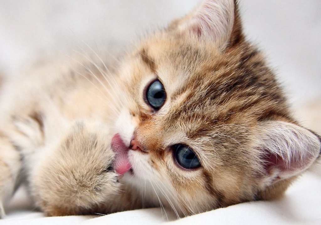 猫咪不喜欢用爪子抓东西,猫咪不用猫抓板该怎么办