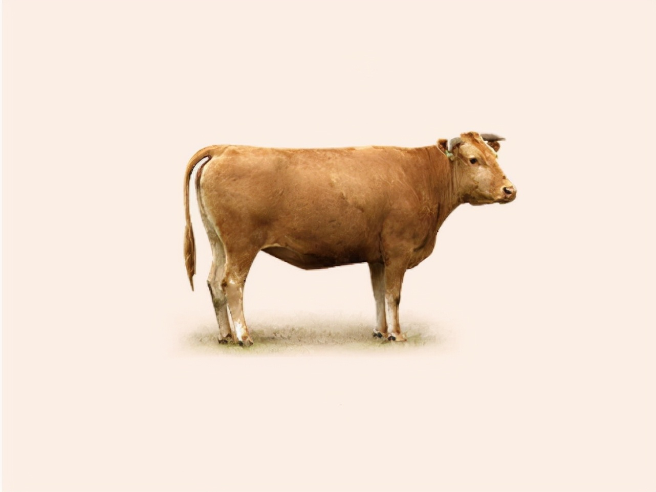 韩国“菜蓝子”疯涨,牛肉每公斤逾1000元,菠菜、水果更贵