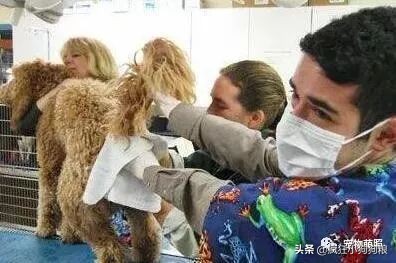 要知道狗狗是否把你看做主人，摸它这5个地方就清楚