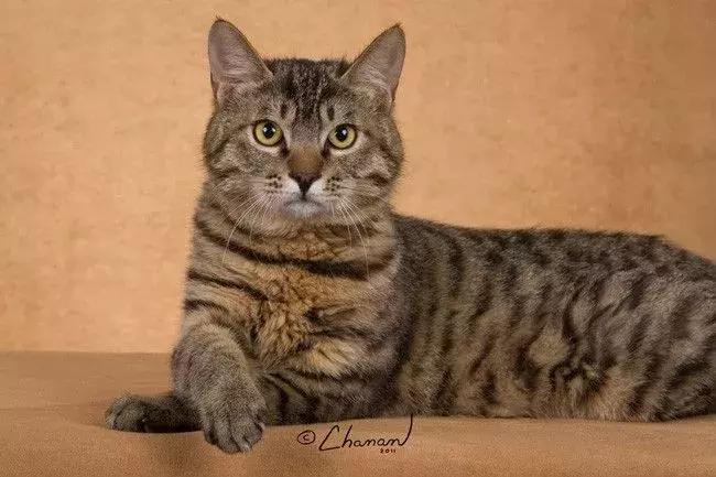 狸花猫在国外真的很少见吗,一只狸花猫的价格