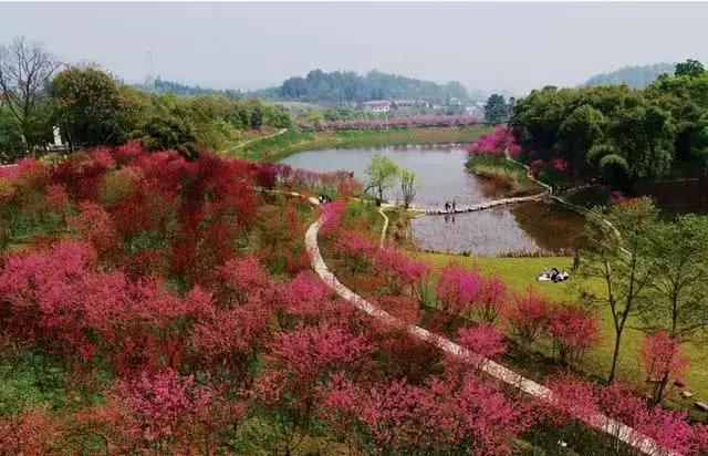 桃花源又见桃花开,盛景等君来,你若不来、花为谁开?