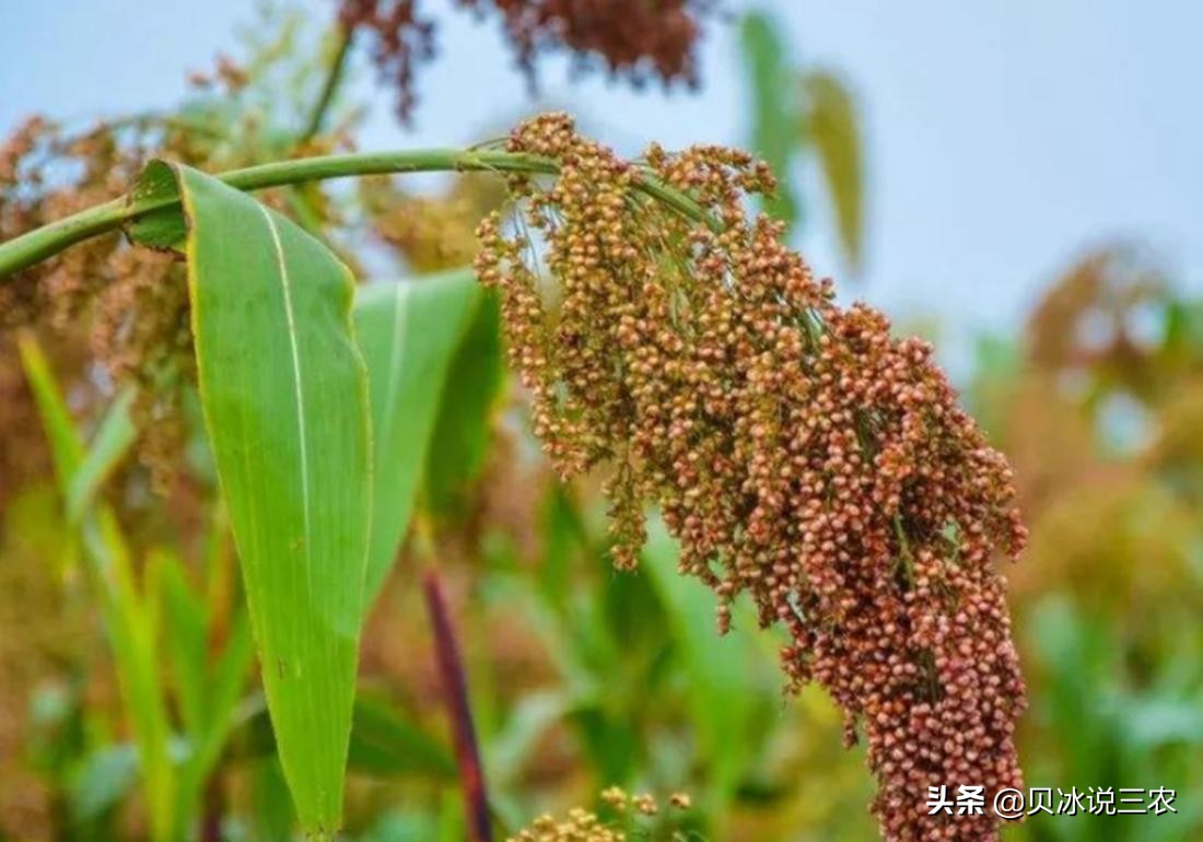 高粱种植技术和方法在线听,高粱种植技术和管理方法