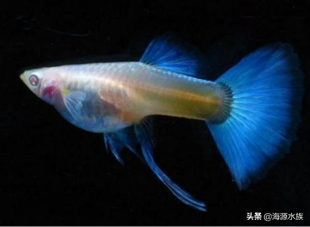有哪些适合新手饲养的观赏鱼,推荐几款适合新手饲养的观赏鱼