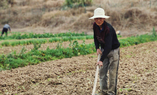 茄子灰霉和霜霉的区别,茄子蚜虫危害