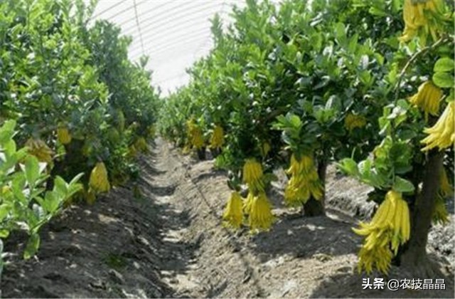 成熟结果佛手怎么种植才能发芽,冬天从网上买的佛手苗怎么种植