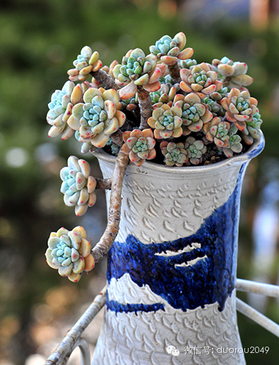 适合云南养的多肉,云南露养最好养活的多肉