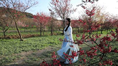 好嗨“游”（11）|这一片早樱还不去赏，错过又得等一年