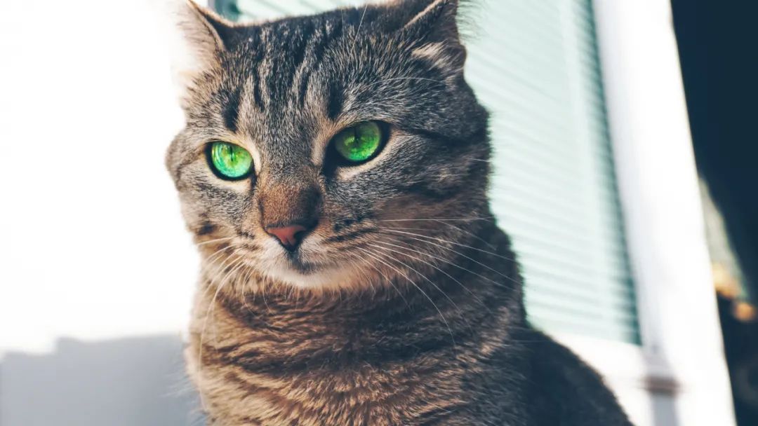 猫宫庄园•母猫怀孕失败原因探秘之一