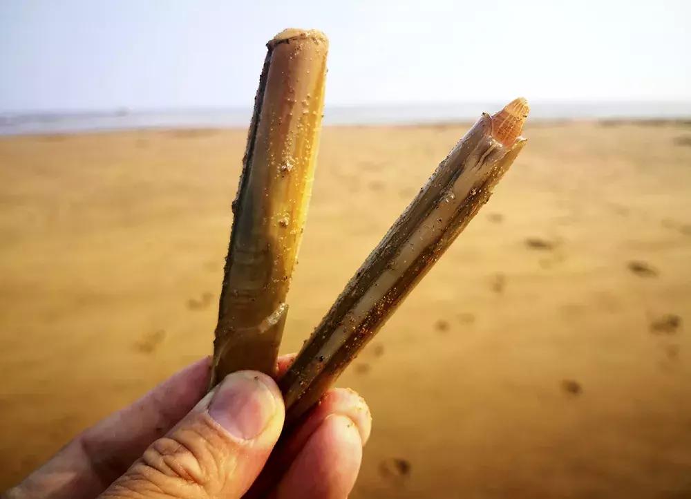 赶海挖蛏子手把手教你,挖一窝竹节蛏