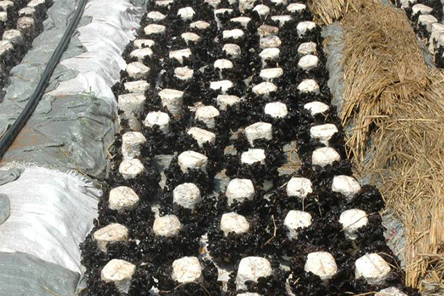 黑木耳培植的重点工作在哪里？3分钟让你掌握黑木耳的种植技术