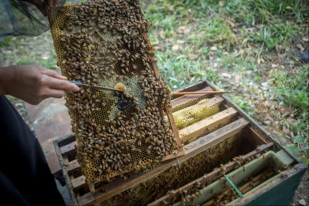 阳澄湖大闸蟹真正吃蟹的季节到了,阳澄湖吃大闸蟹最好的季节